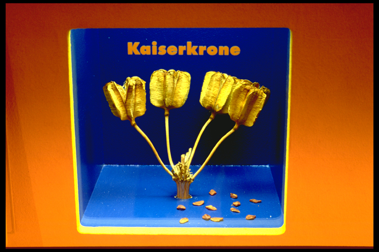 Bananenrot und Himbeerblau - Graz 1998
